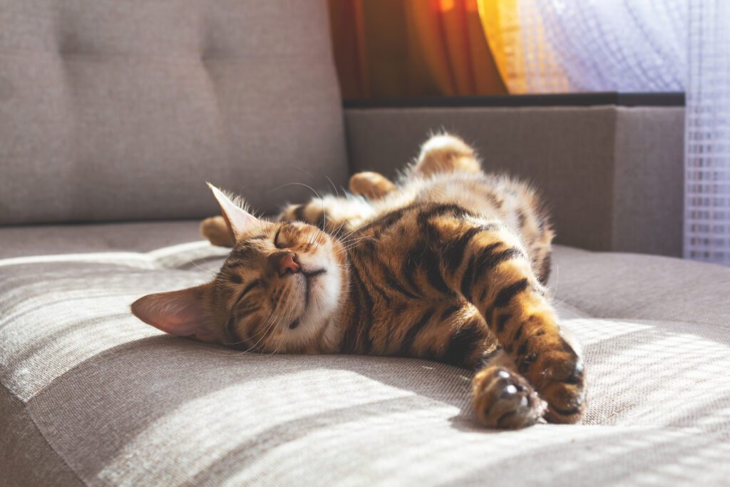 cat stretching on a chair in the sun